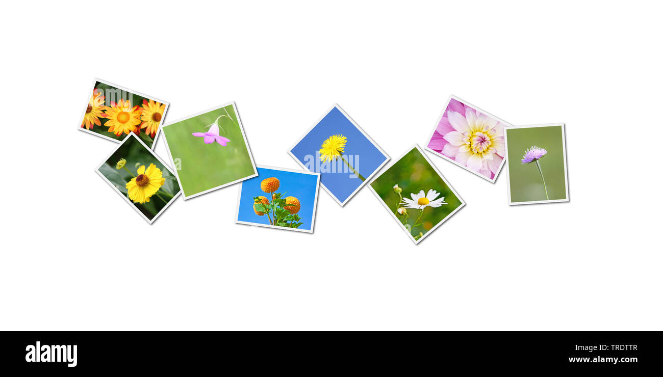 collage with some of my flower images, Bundesrepublik Deutschland Stock Photo