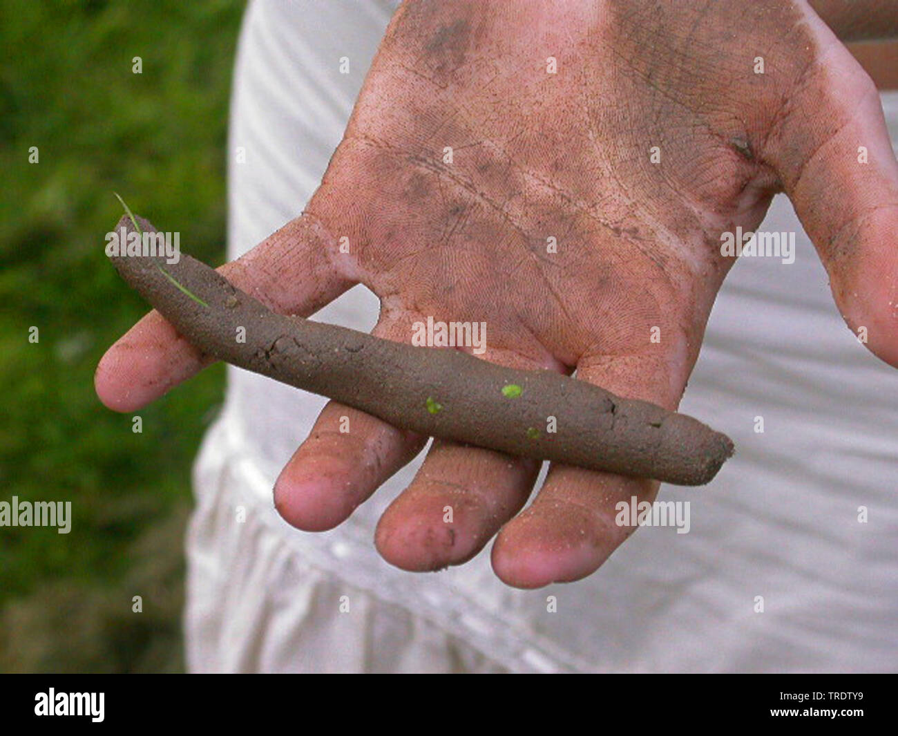 soil sample with high percentage of clay soil investigation, Germany Stock Photo