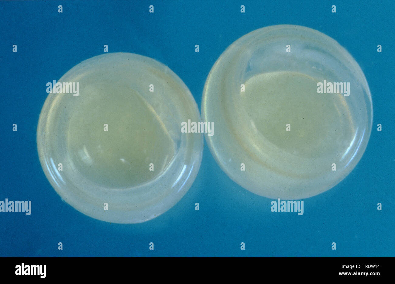 barbel (Barbus barbus), eggs with visible embryos, Germany, Bavaria Stock Photo