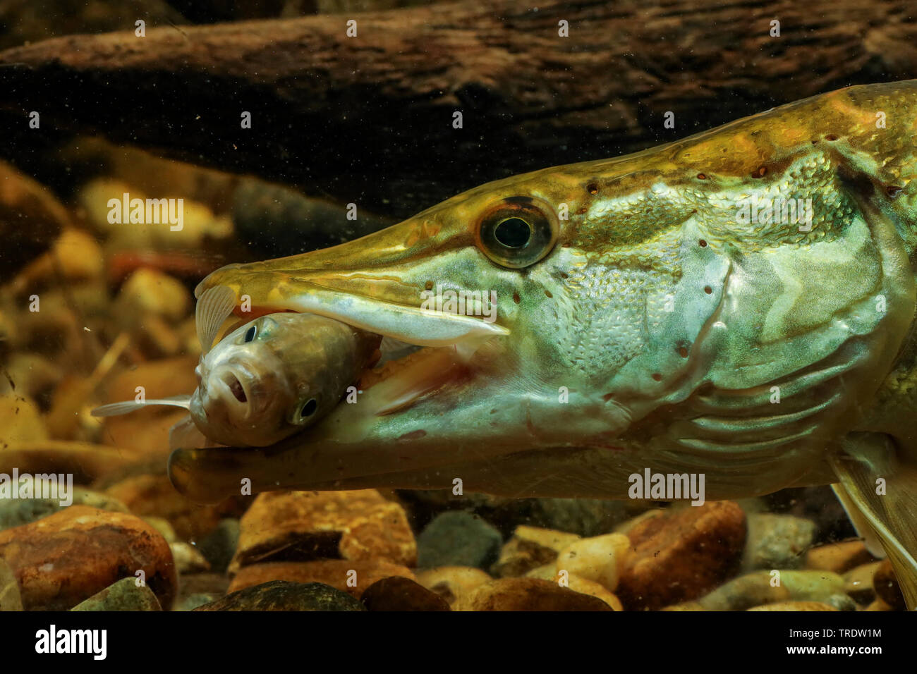 pike, northern pike (Esox lucius), with preyed Giebel carp in the mouth, portrait, Germany, 1 Stock Photo