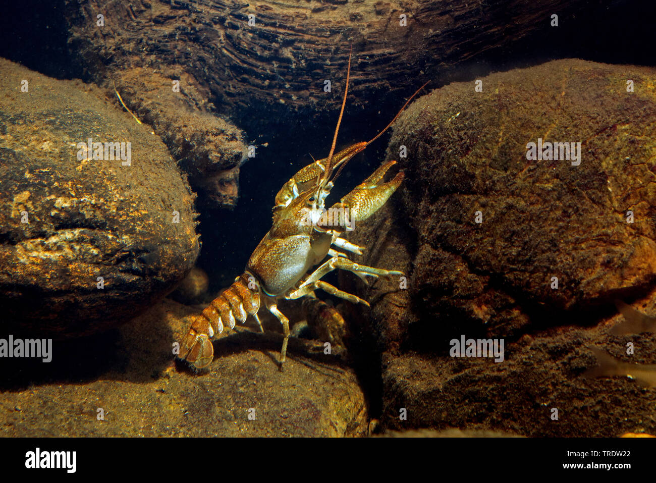 Stone crayfish, Torrent crayfish (Astacus torrentium, Austropotamobius torrentium, Potamobius torrentium, Astacus saxatilis), male, Germany Stock Photo