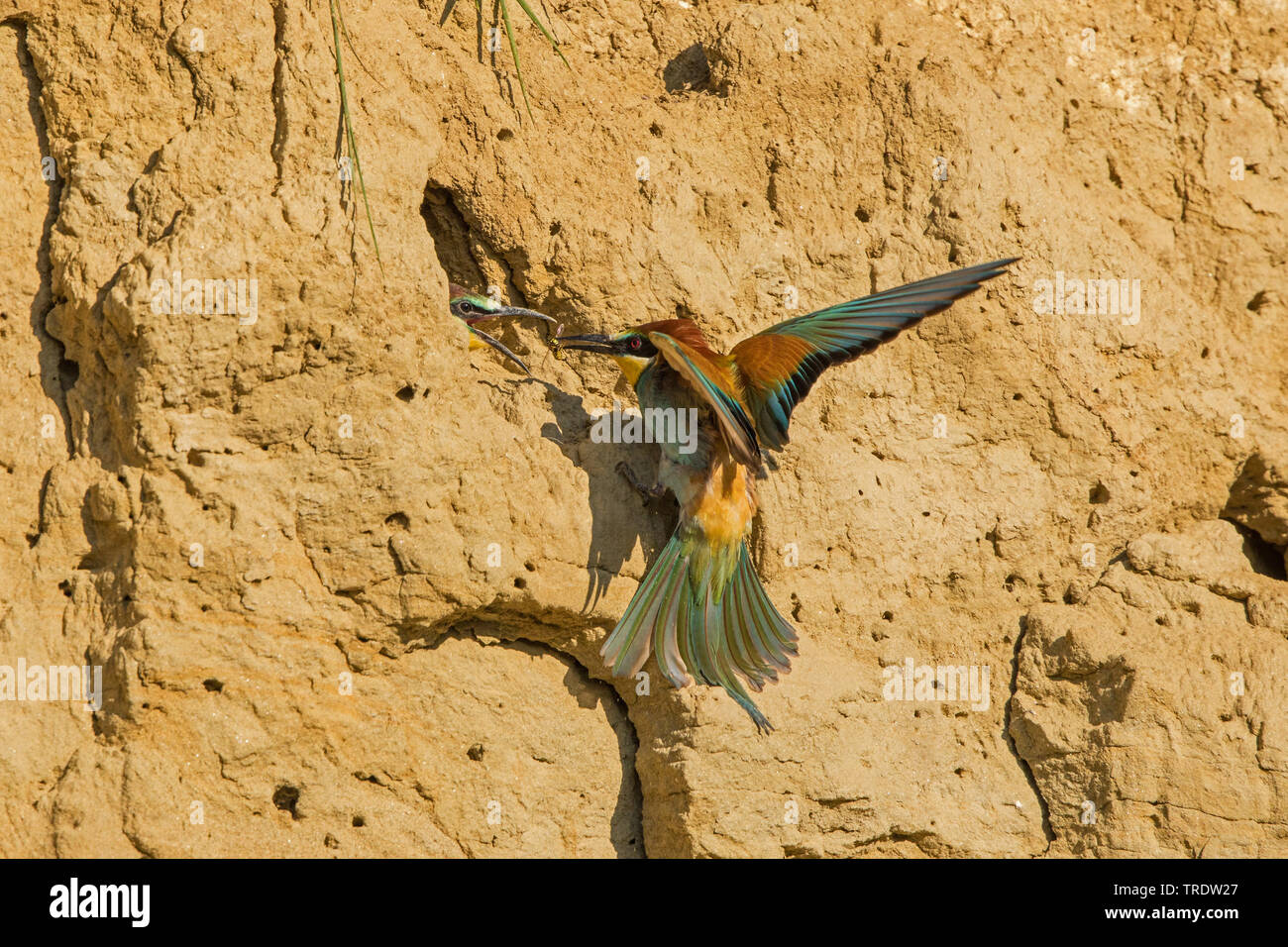 European bee eater (Merops apiaster), getting a waps to the chicks in a breeding cave, Germany, Bavaria Stock Photo