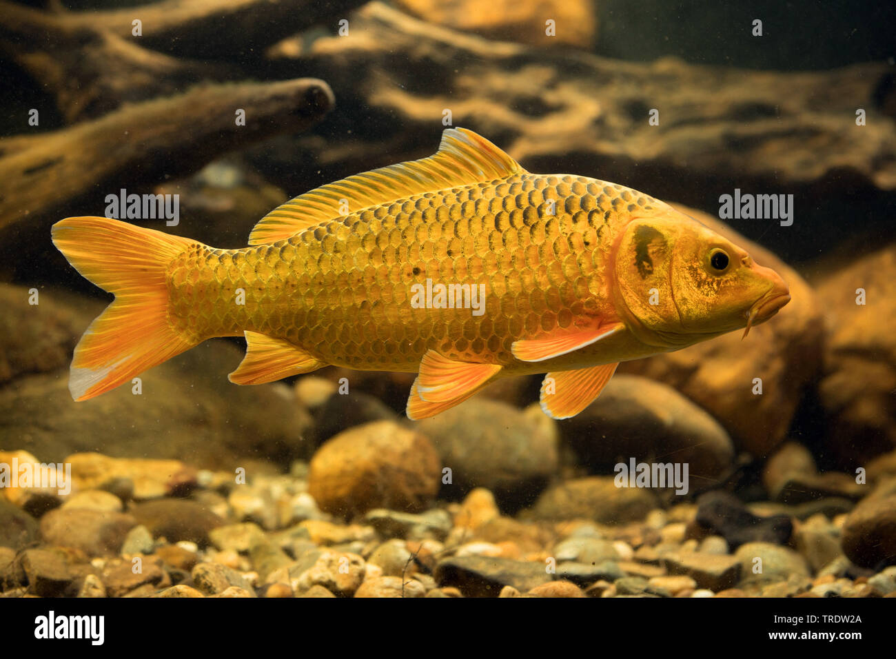 carp, common carp, European carp (Cyprinus carpio), orange form
