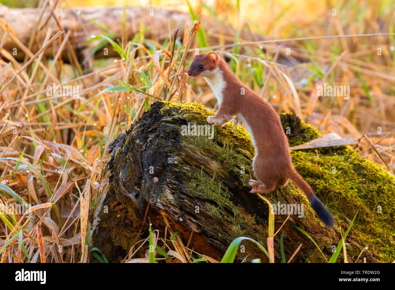 Ermine, Stoat, Short-tailed weasel (Mustela erminea), securing, Germany, Bavaria Stock Photo