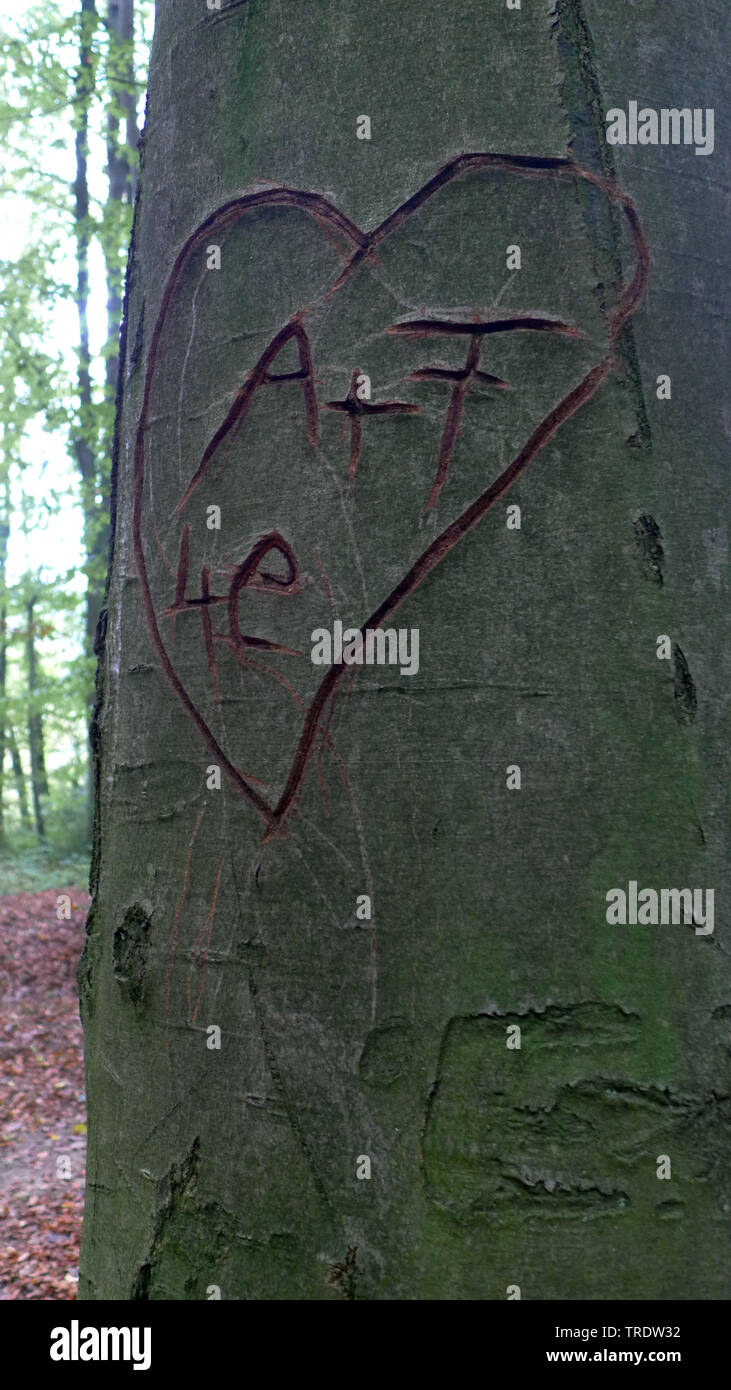 common beech (Fagus sylvatica), heart carved in a beech stem, A + F, 4e, for ever, Germany Stock Photo