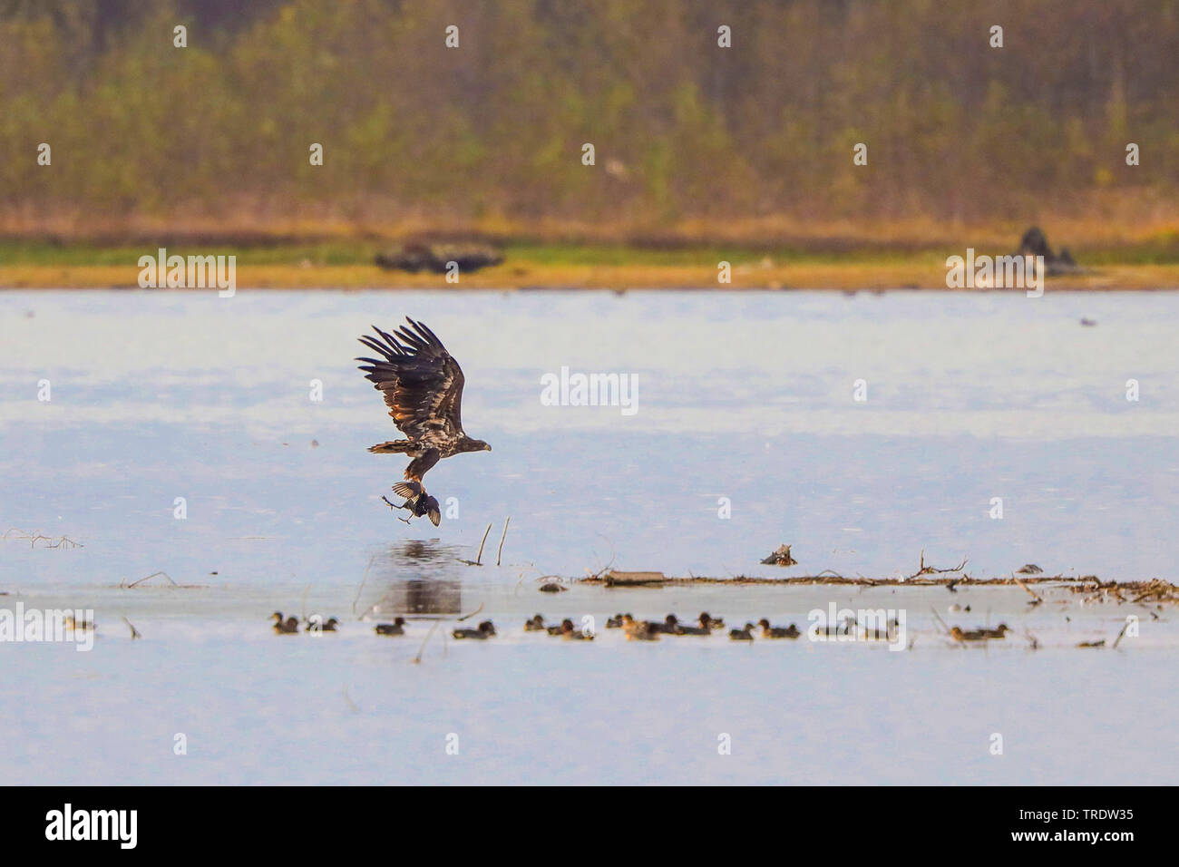 white-tailed sea eagle (Haliaeetus albicilla), flying with a hunding down coot over the lake, side view, Germany, Bavaria, Lake Chiemsee Stock Photo