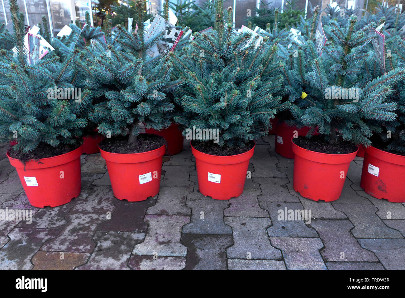 Colorado blue spruce (Picea pungens 'Glauca', Picea pungens Glauca), potted christams trees for sale, Germany Stock Photo