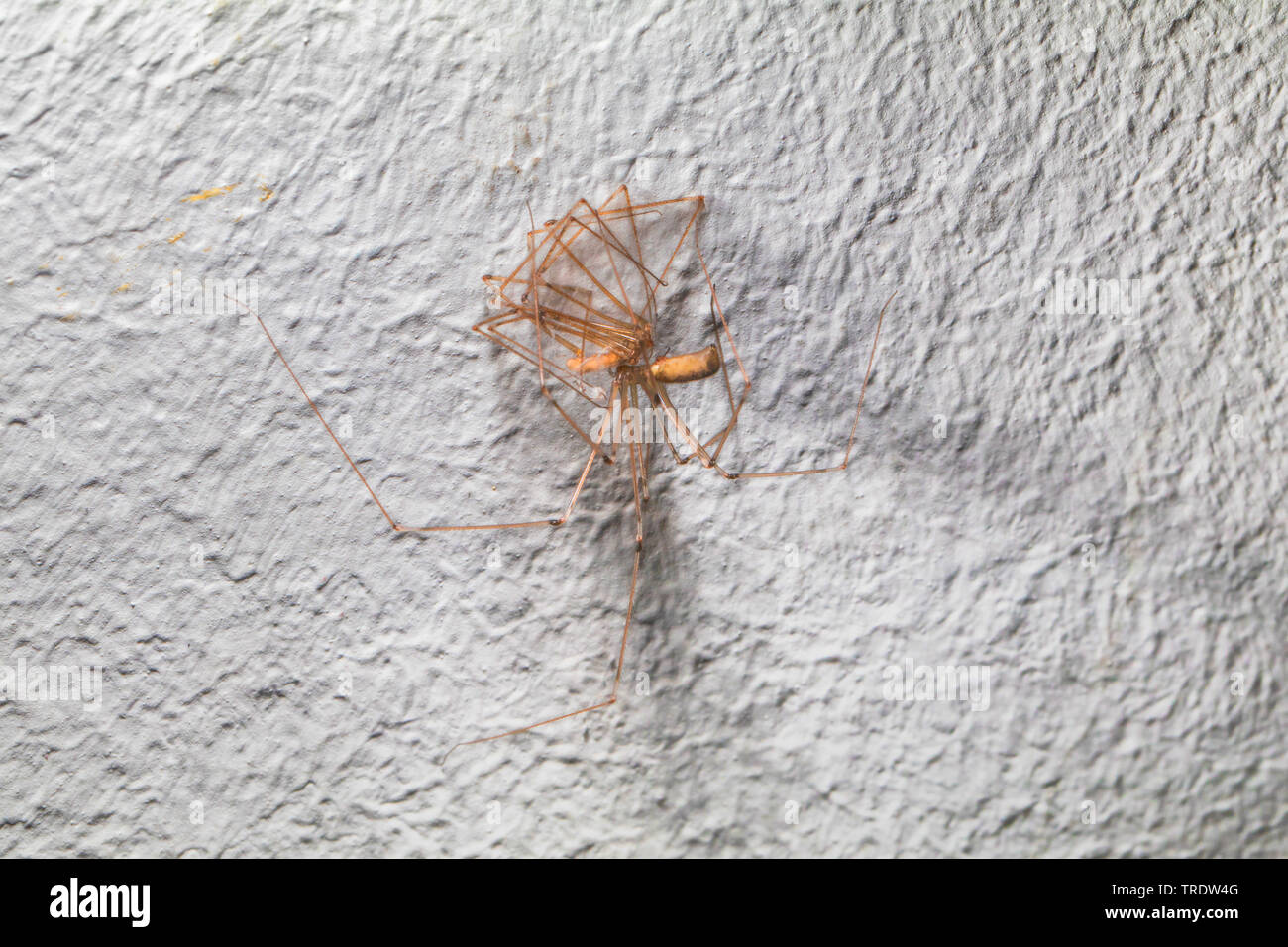 Long-bodied cellar spider, Longbodied cellar spider (Pholcus phalangioides), exuviae on the room wall, Germany, Bavaria Stock Photo