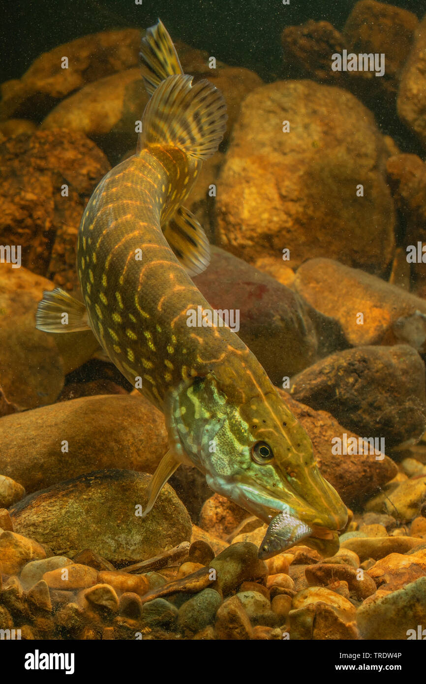 pike, northern pike (Esox lucius), with preyed rudd in the mouth, front view, Germany Stock Photo