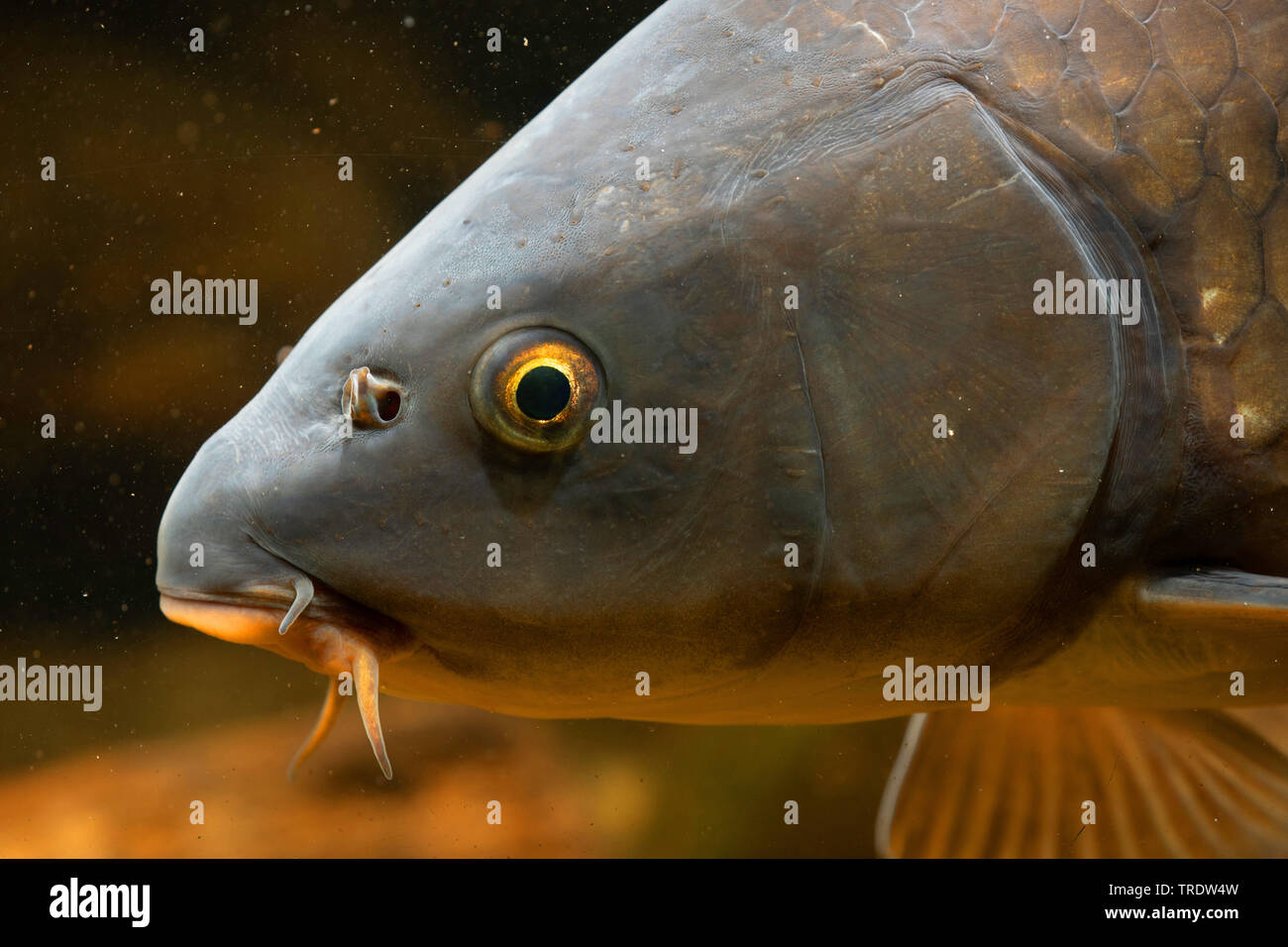 carp, common carp, European carp (Cyprinus carpio), portrait, Germany