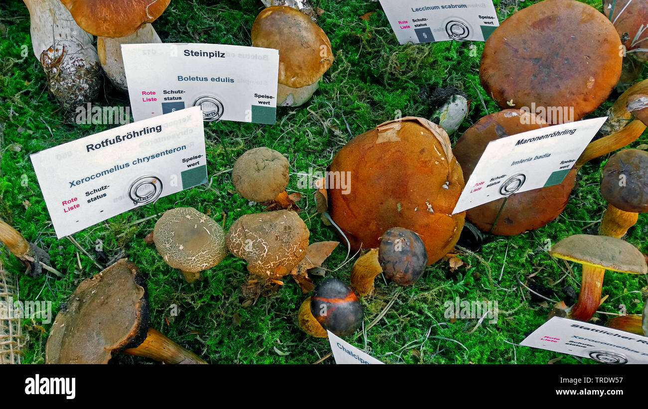 exhibition of eatable mushrooms, Germany Stock Photo