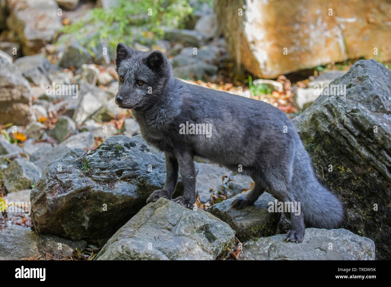 arctic fox, polar fox (Alopex lagopus, Vulpes lagopus), standing in summer coat on rock boulders, side view Stock Photo