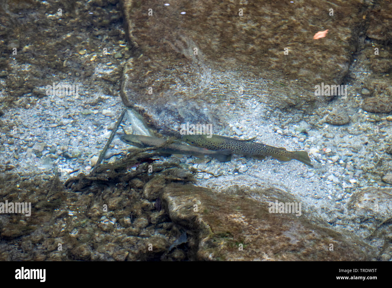 brown trout, river trout, brook trout (Salmo trutta fario), spawning, pair over the breeding ground in a river, Germany, Bavaria, Prien Stock Photo