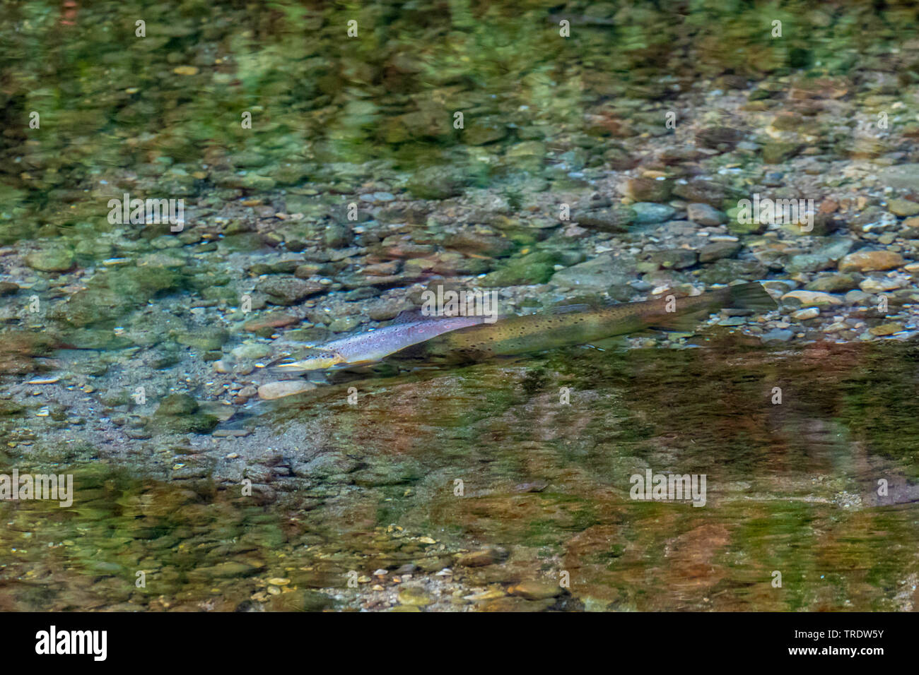 brown trout, river trout, brook trout (Salmo trutta fario), spawning, pair over the breeding ground in a river, Germany, Bavaria, Prien Stock Photo