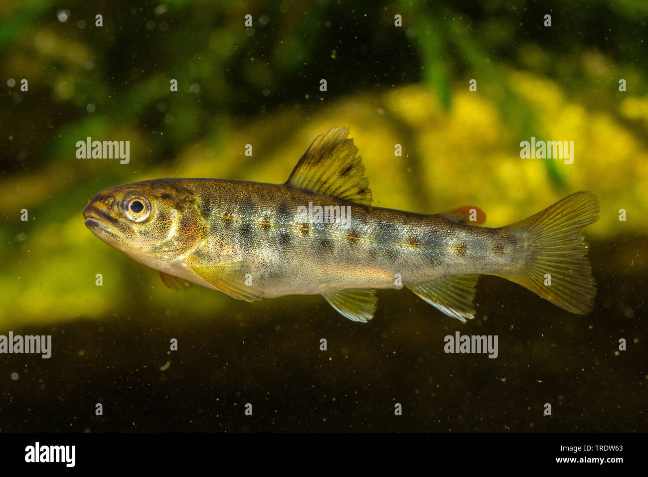 brown trout, river trout, brook trout (Salmo trutta fario), young animal, side view, Germany, Bavaria Stock Photo