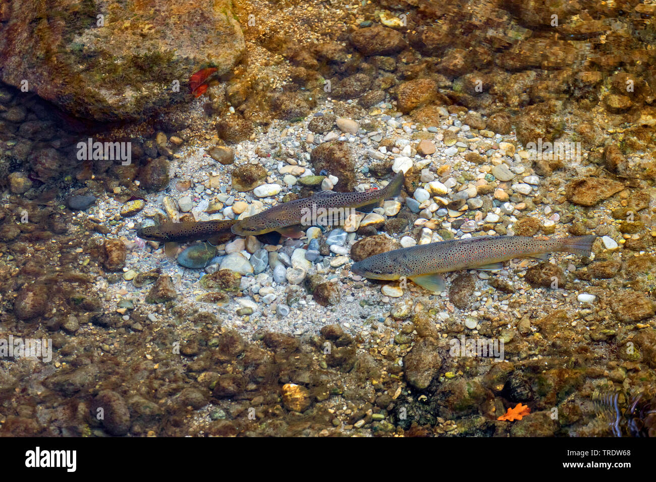 brown trout, river trout, brook trout (Salmo trutta fario), spawning, pair over the breeding ground in a river, are attacked by a big male, Germany, Bavaria, Prien Stock Photo