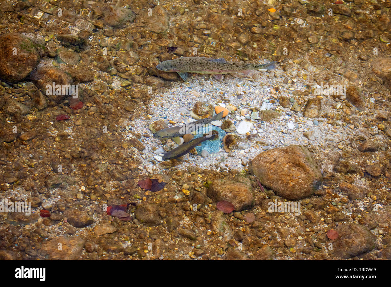 brown trout, river trout, brook trout (Salmo trutta fario), spawning, pair over the breeding ground in a river, are attacked by rainbow trout, Germany, Bavaria, Prien Stock Photo