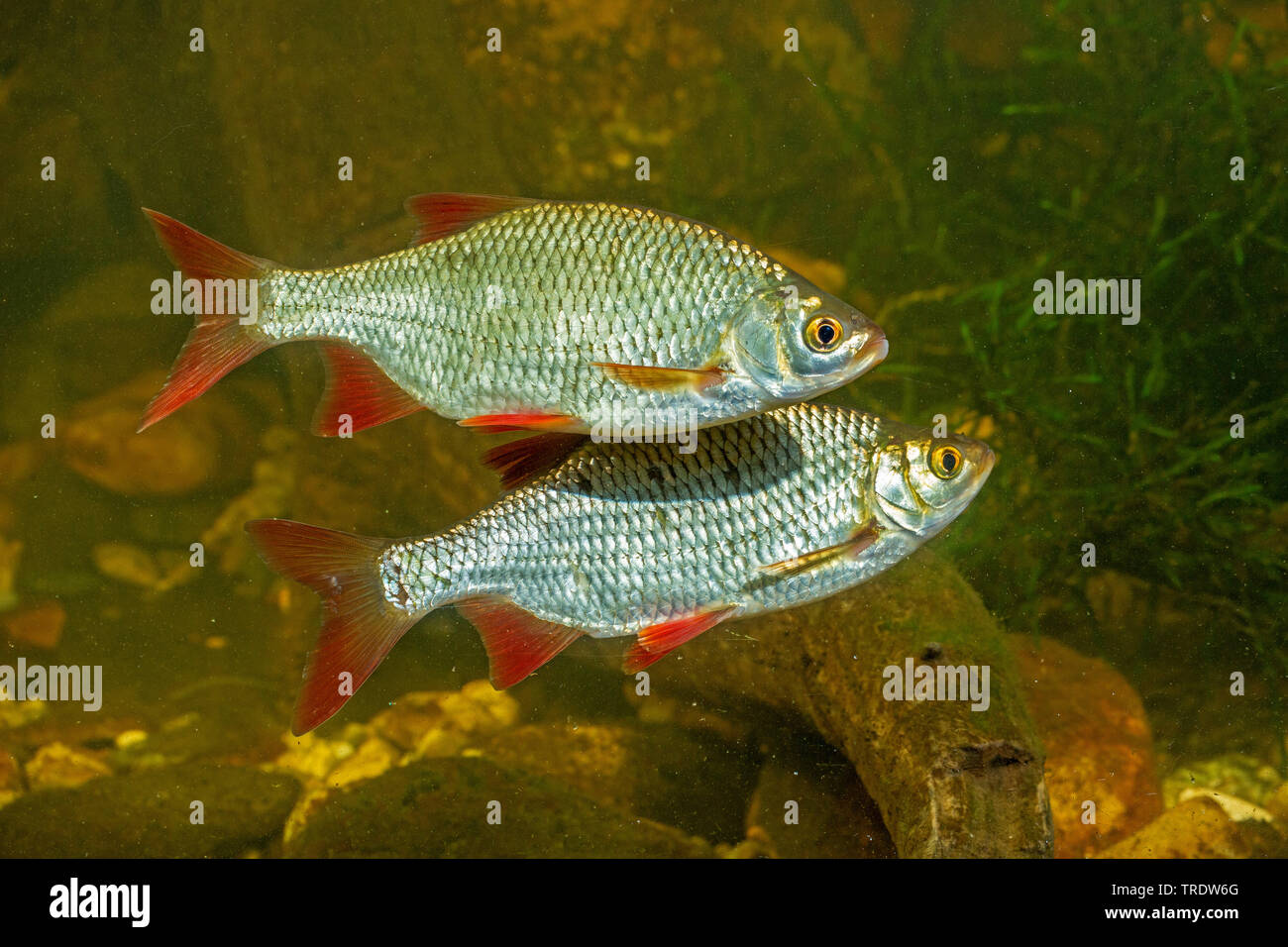 rudd (Scardinius erythrophthalmus), two swimming rudds, side view, Germany Stock Photo