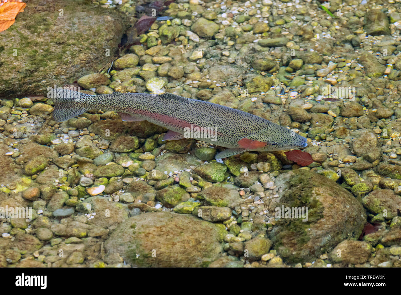 rainbow trout (Oncorhynchus mykiss, Salmo gairdneri), on gravel bed, Germany, Bavaria Stock Photo