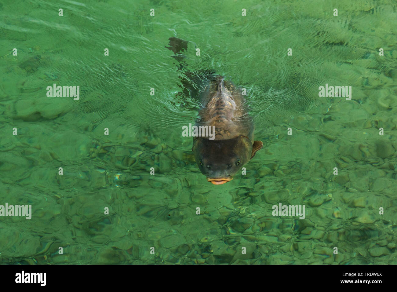 carp, common carp, European carp (Cyprinus carpio), mirror carp swimming at the water surface, front view, Germany, Bavaria Stock Photo