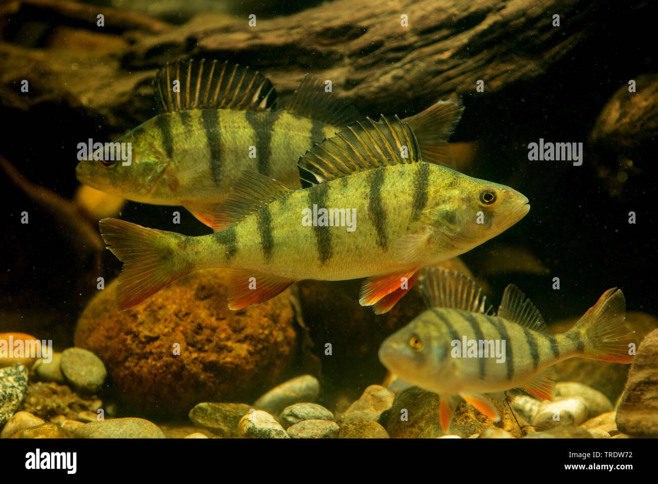 Perch, European perch, Redfin perch (Perca fluviatilis), with red fins, small shoal, Germany Stock Photo