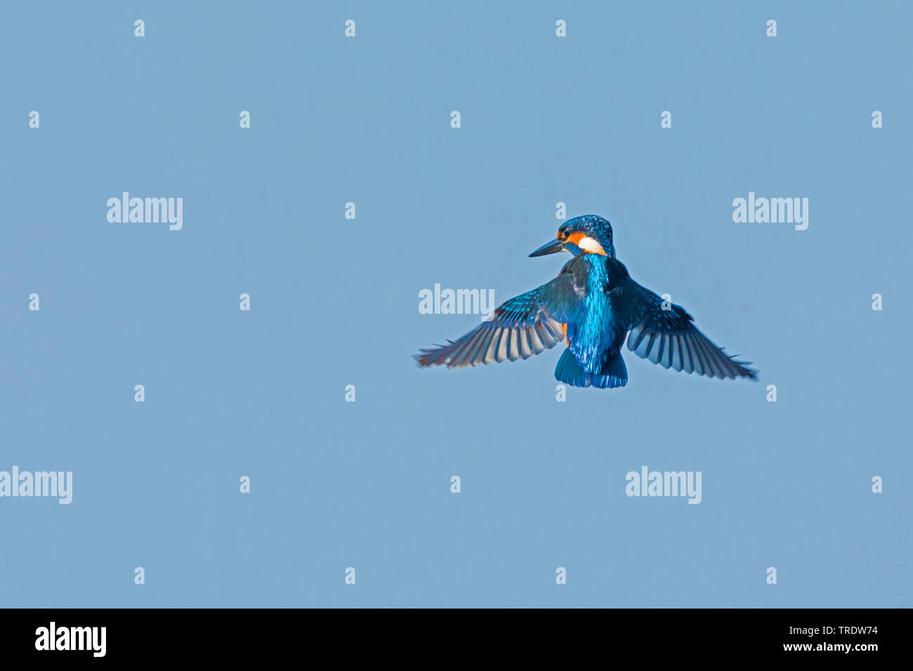 river kingfisher (Alcedo atthis), looking for forage fishes in hoover flight, rear view, Germany, Bavaria Stock Photo