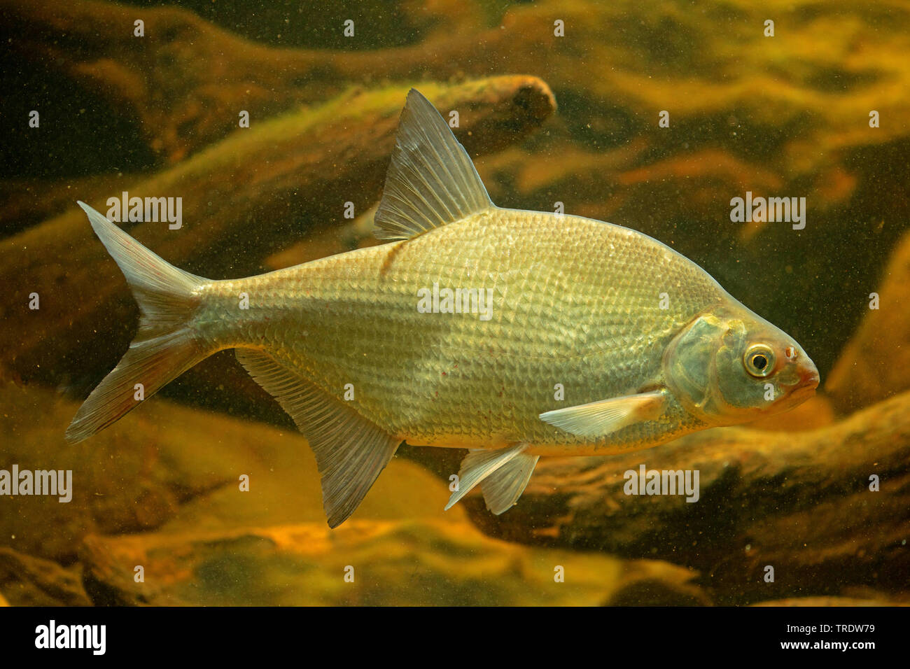 common bream, freshwater bream, carp bream (Abramis brama), swimming, side view, Germany Stock Photo