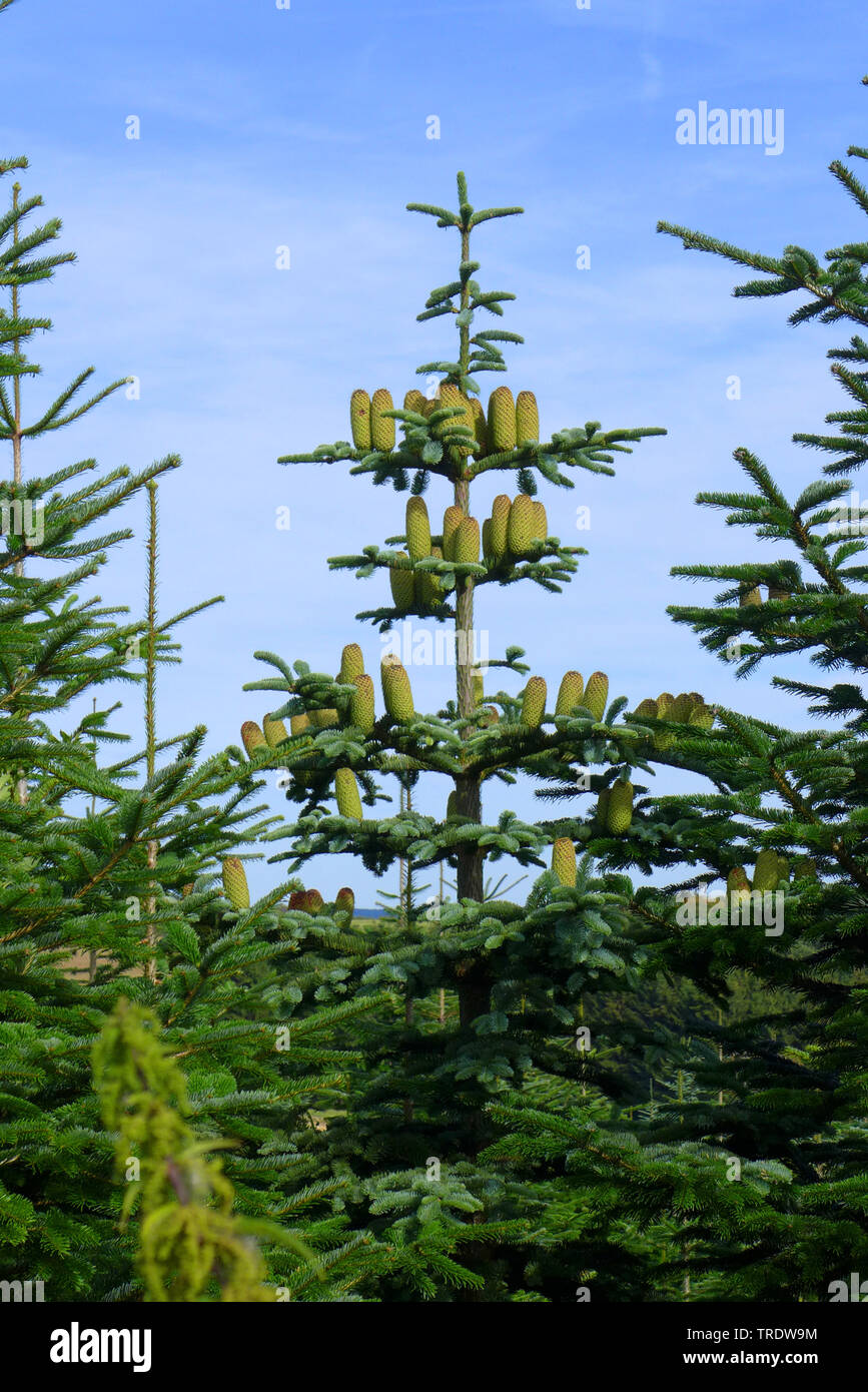 Nordman fir (Abies nordmanniana), cones on a tree Stock Photo