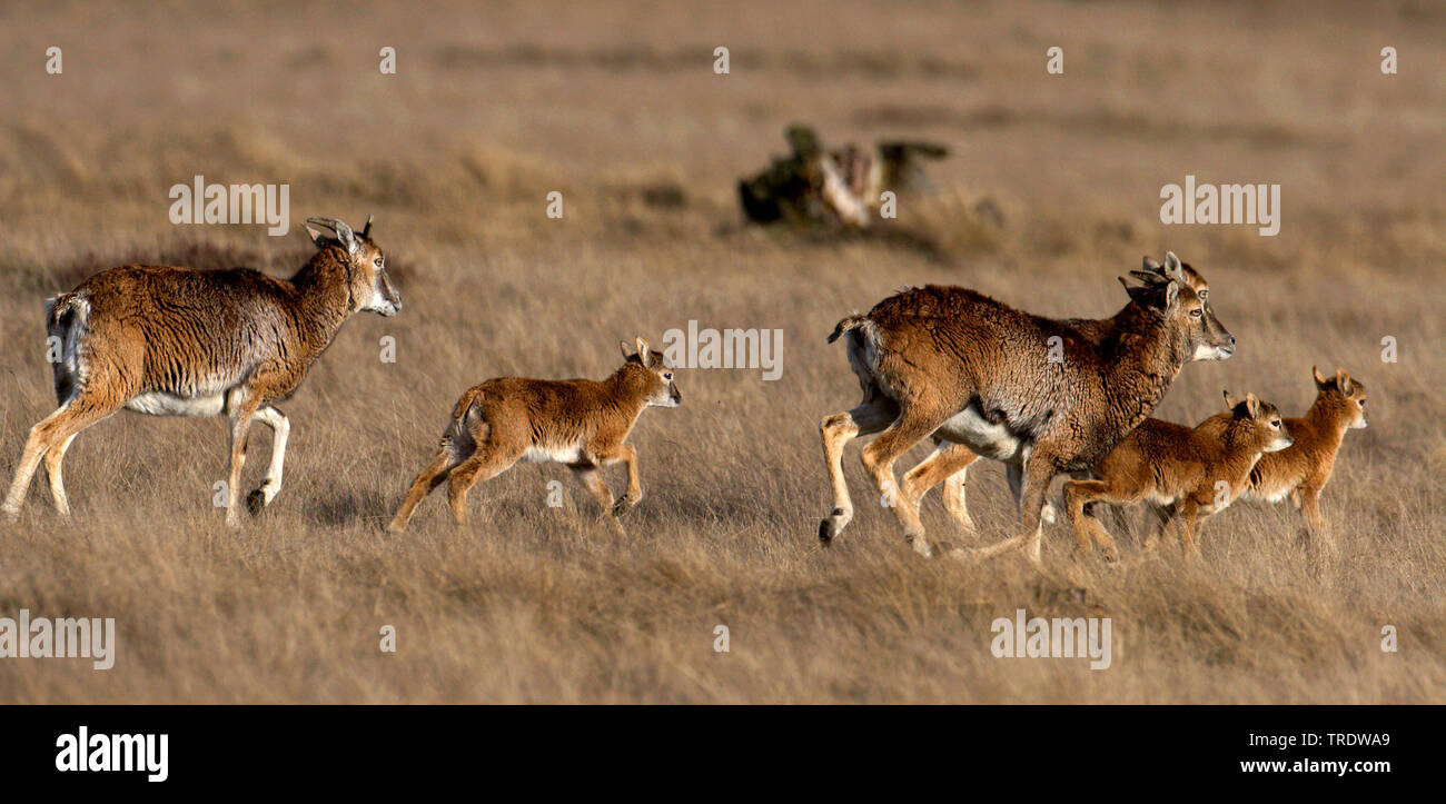 Mouflon (Ovis musimon, Ovis gmelini musimon, Ovis orientalis musimon), females and young running, Netherlands Stock Photo