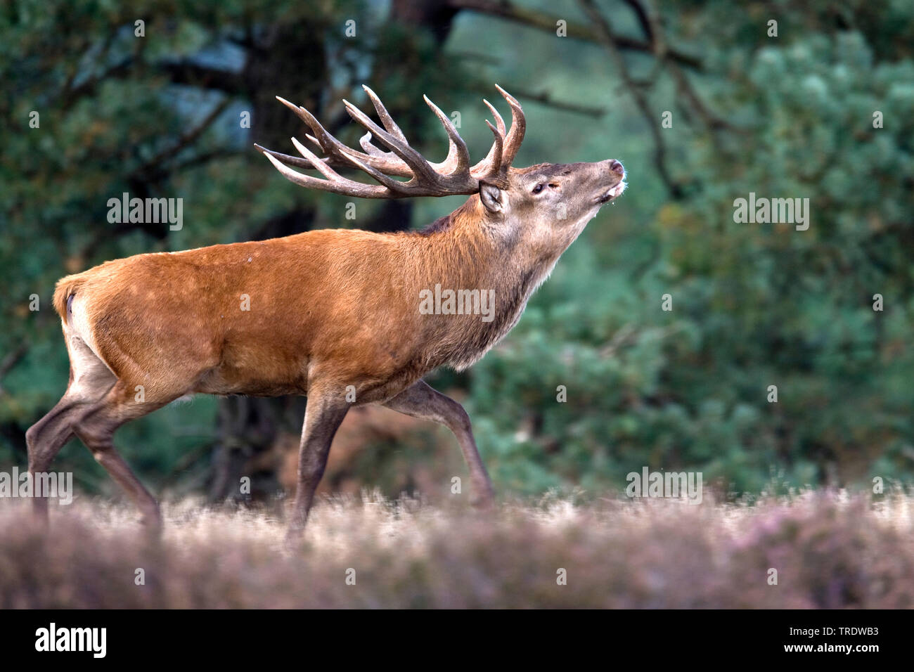 red deer (Cervus elaphus), barking, Netherlands Stock Photo