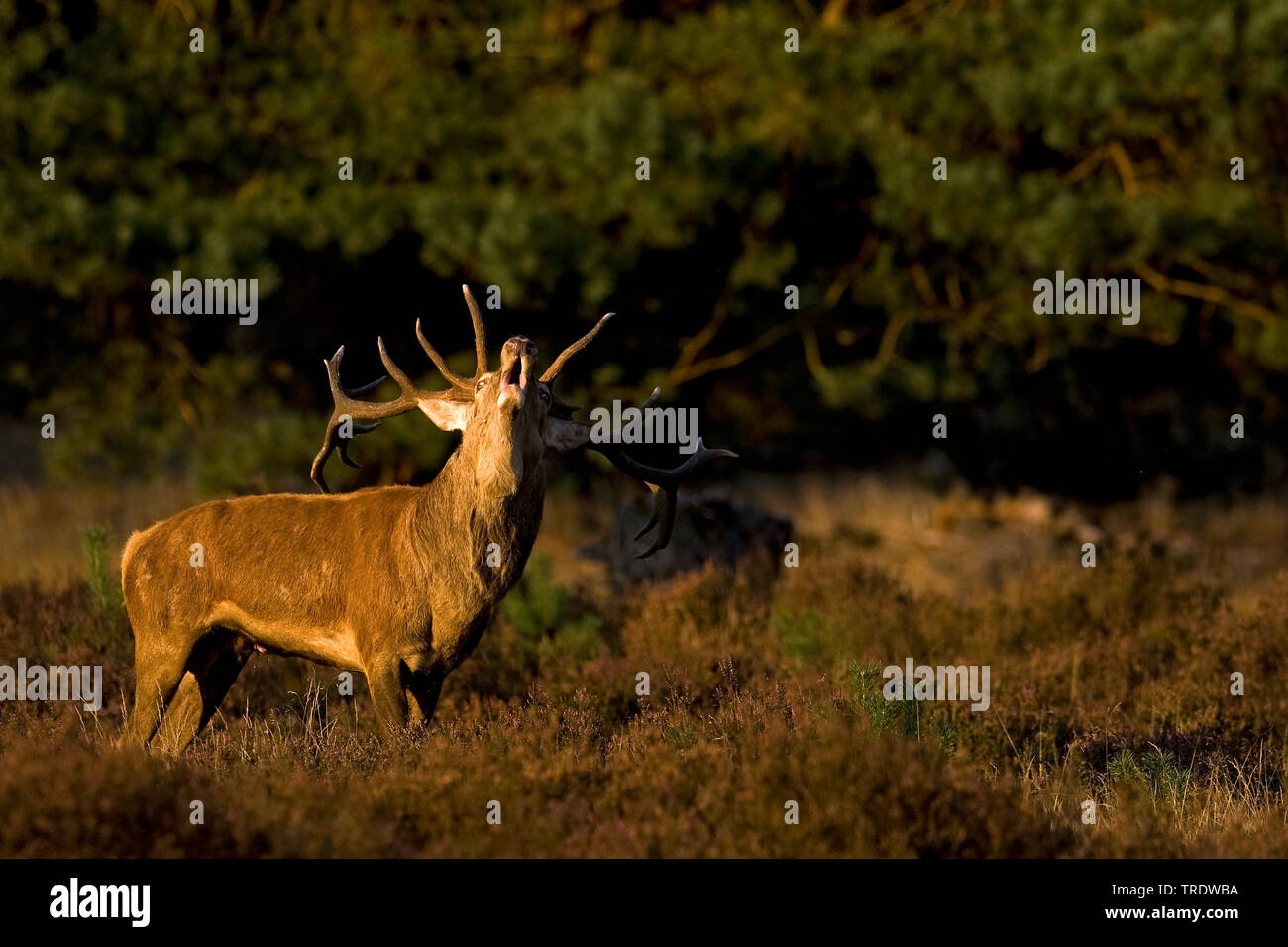 red deer (Cervus elaphus), barking, Netherlands Stock Photo