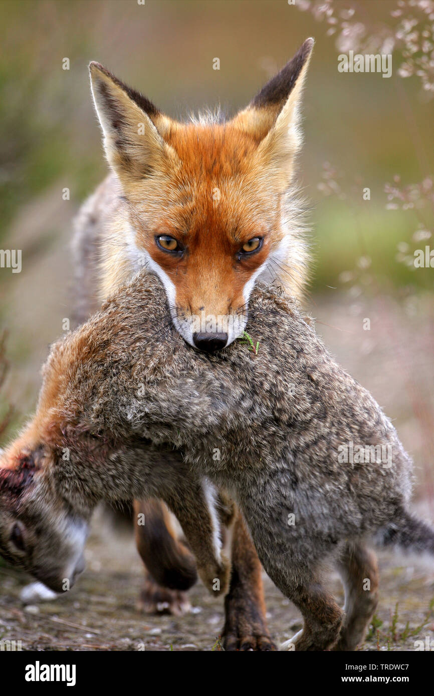 red fox (Vulpes vulpes), walking with a  hunting dowm rabbit in the mouth, front view, Netherlands Stock Photo