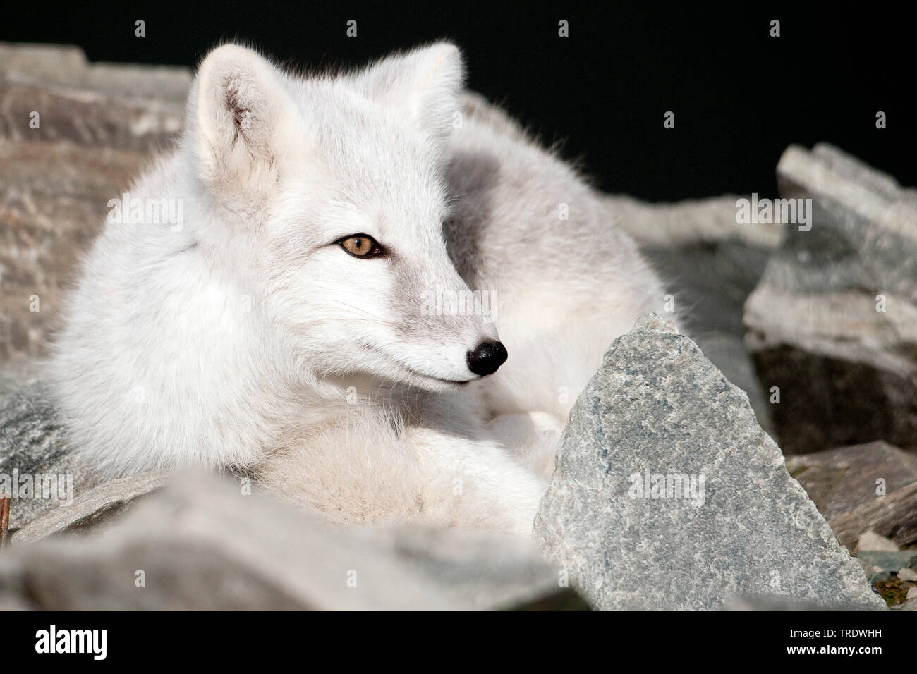 Winter Coat High Resolution Stock Photography and Images - Alamy