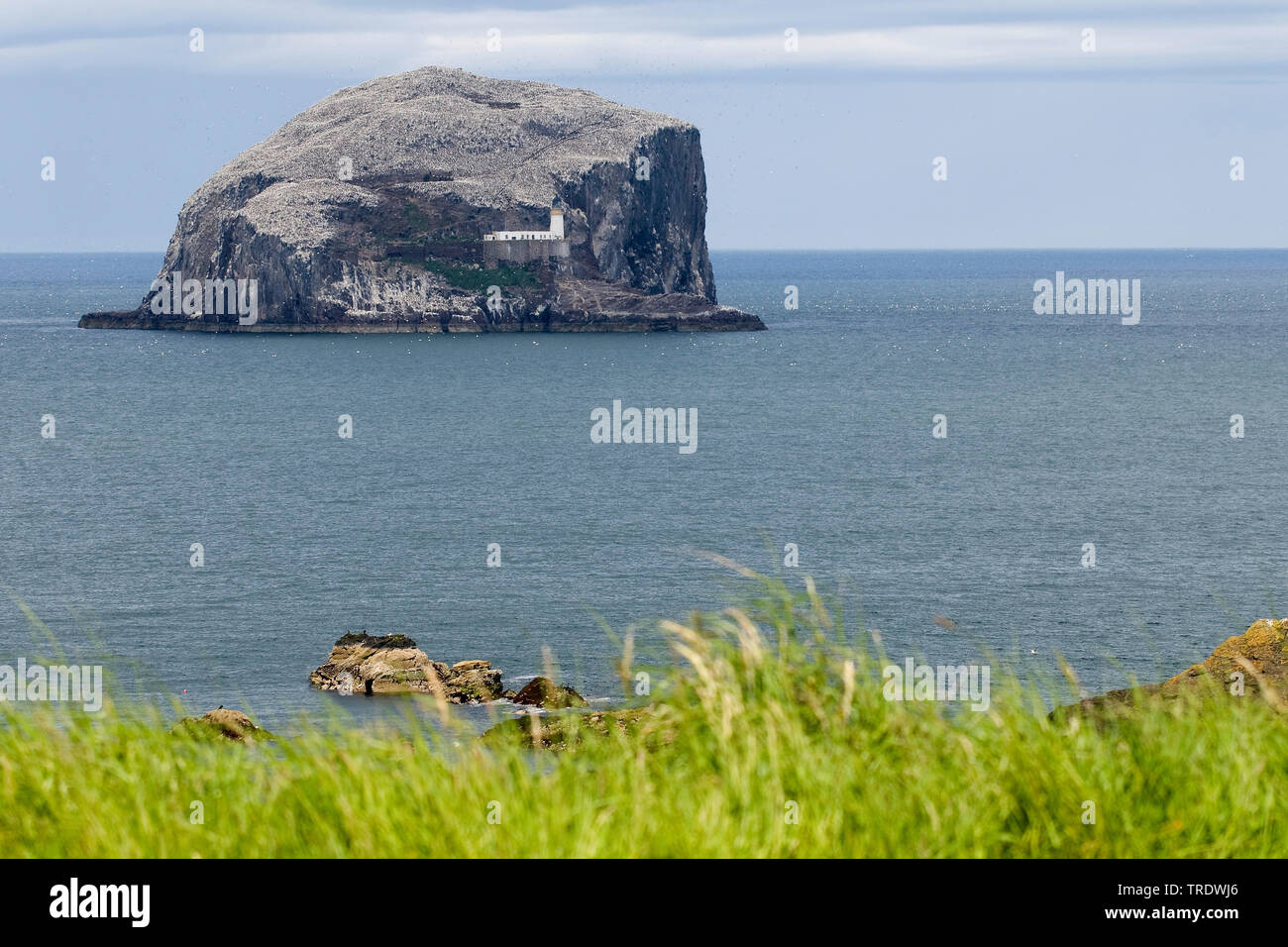 seabird colony on Bass Rock, United Kingdom, Scotland Stock Photo