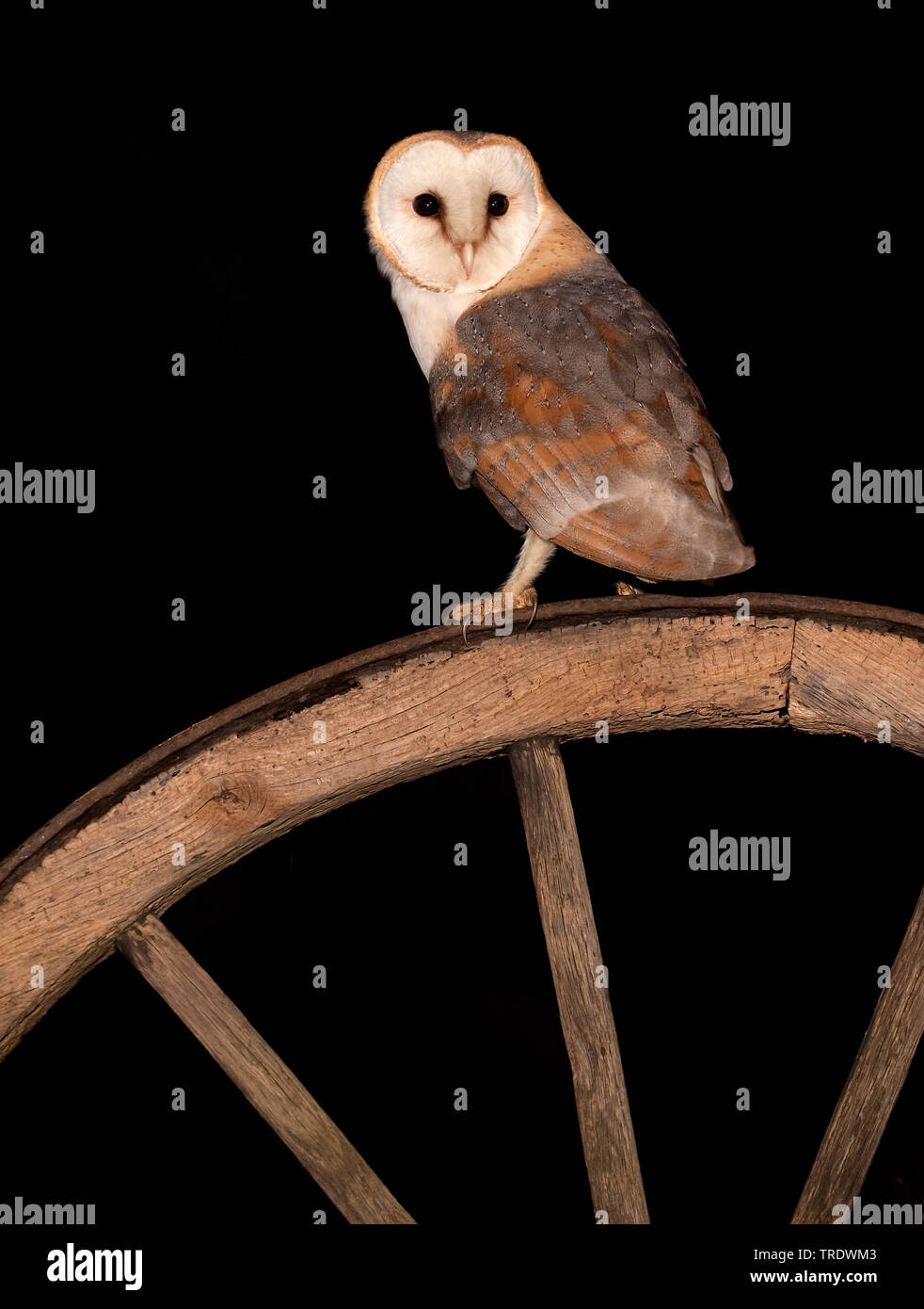 Barn owl (Tyto alba), sittin on a wheel in a barn, Netherlands, Overijssel, Markvelde Stock Photo