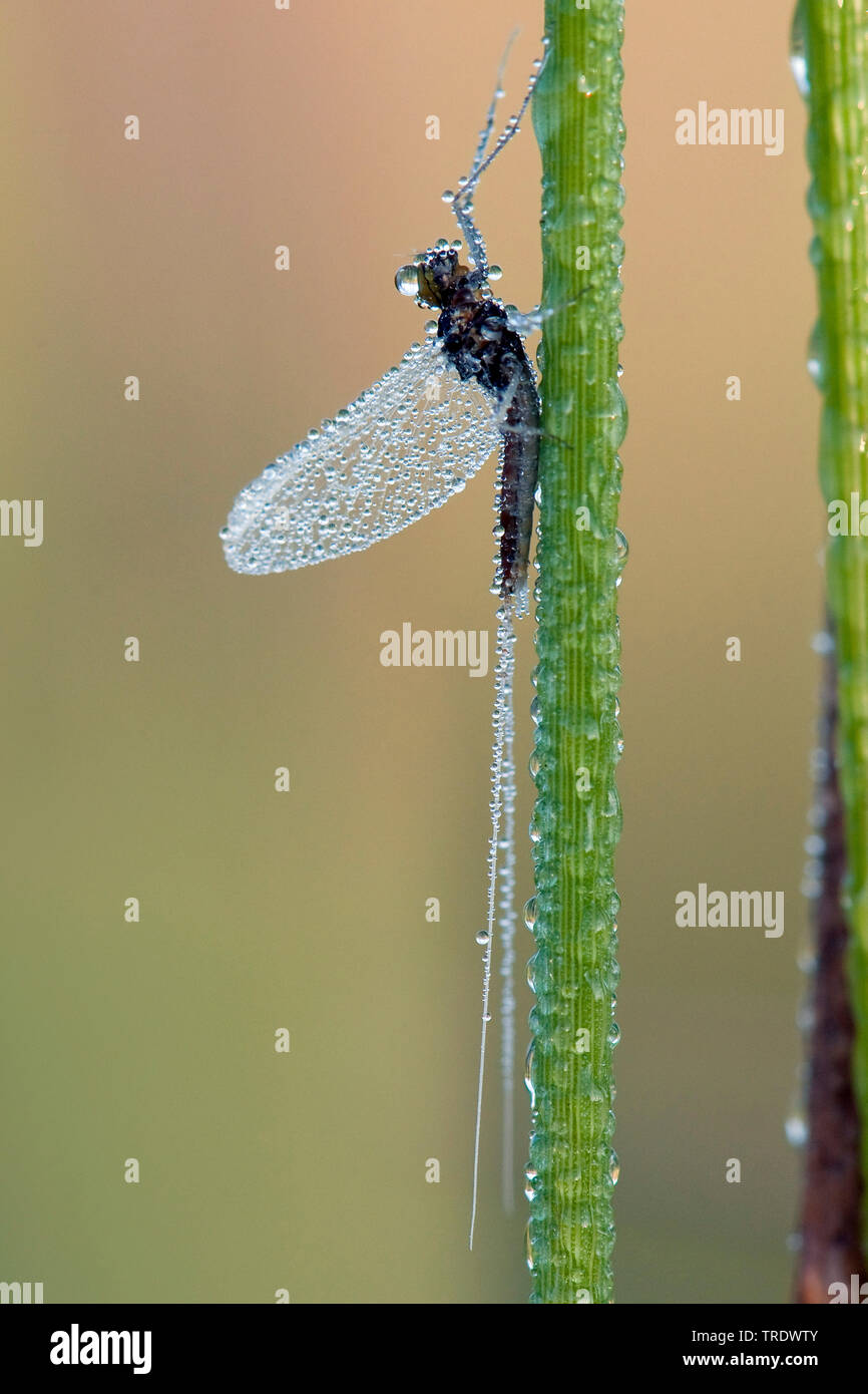 mayflies (Ephemeroptera), mayfly in morningdew, Netherlands, Overijssel Stock Photo