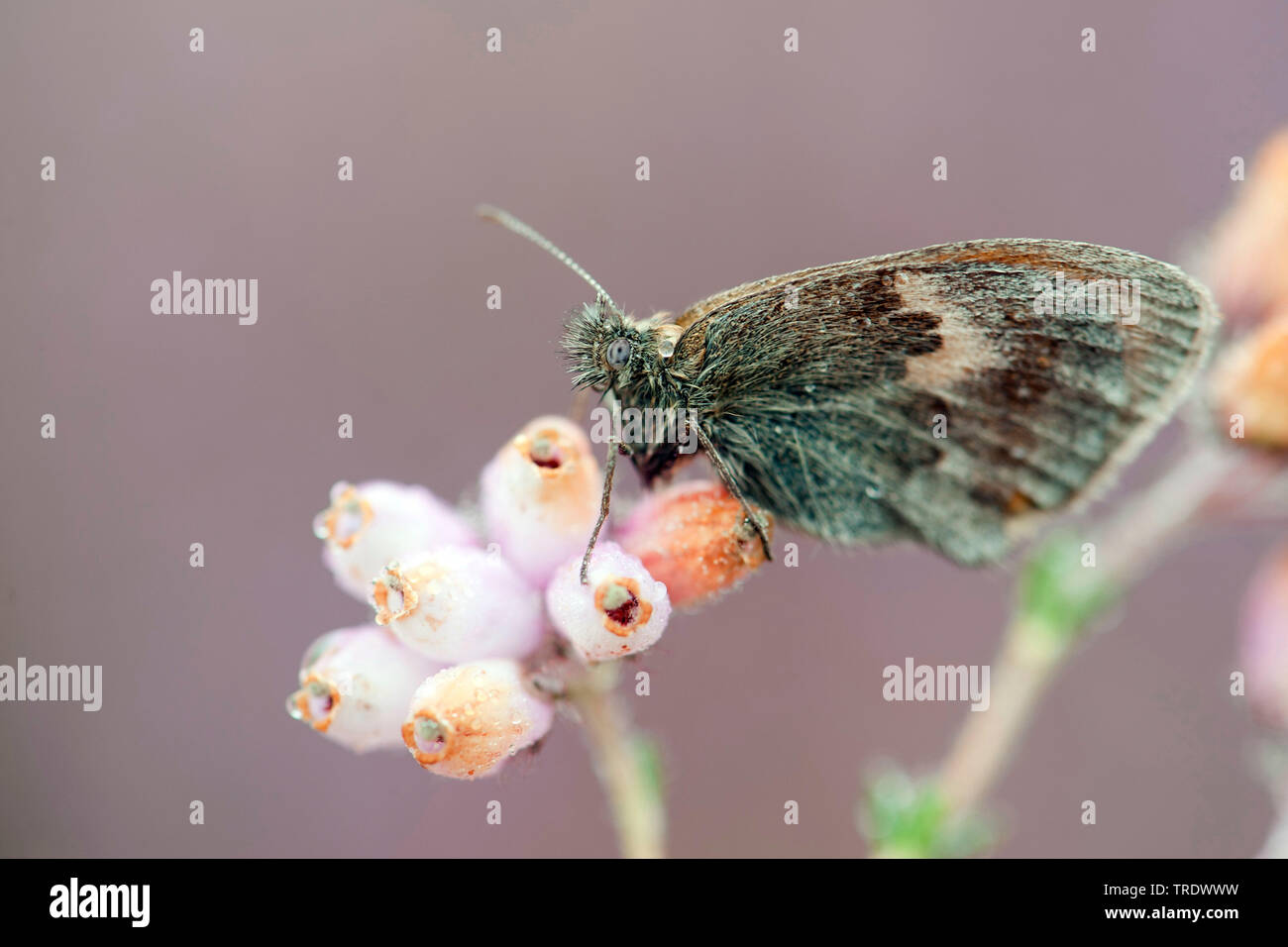 small heath (Coenonympha pamphilus), wet from the dew, Netherlands, Overijssel Stock Photo