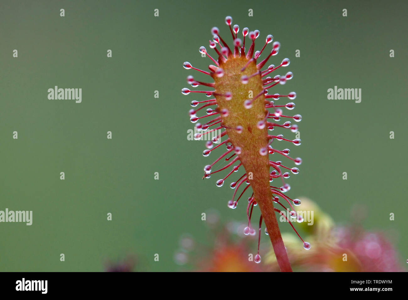 long-leaved sundew, oblong-leaved sundew, spoon-leaved sundew (Drosera intermedia), leaf, Netherlands Stock Photo