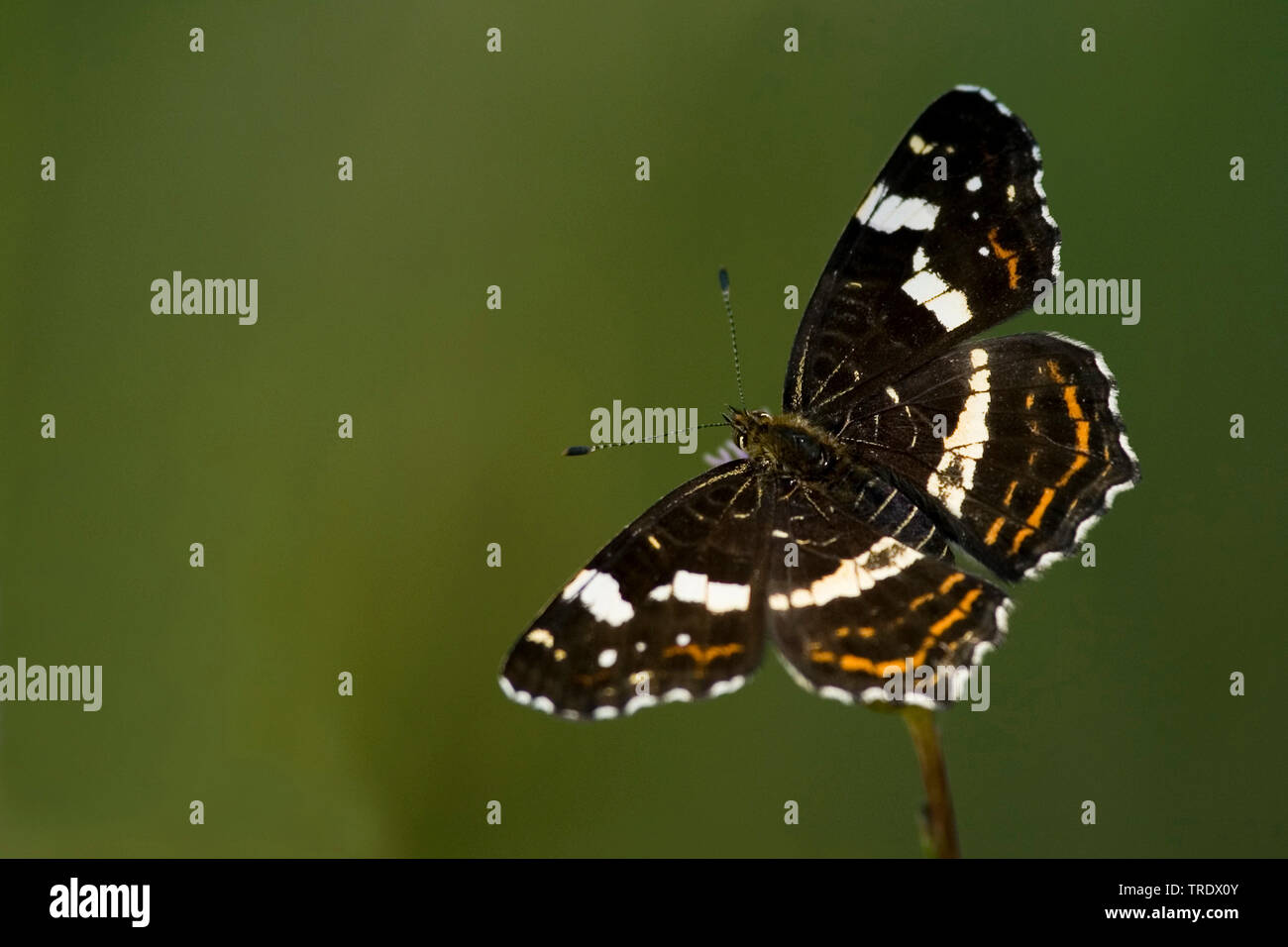 map butterfly, summer form (Araschnia levana f. prorsa), top view, Netherlands Stock Photo