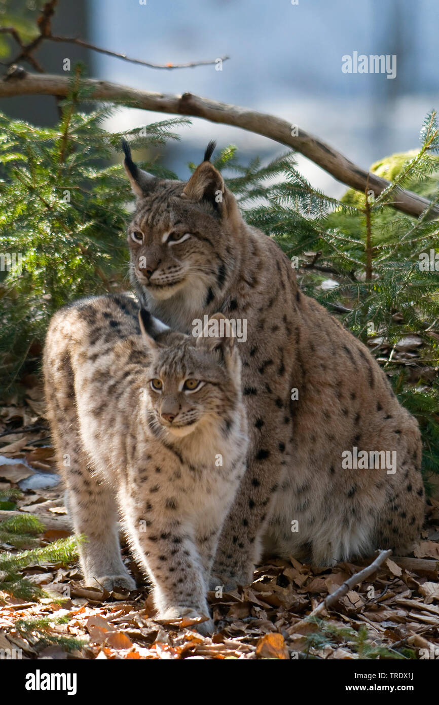 Two eurasian lynx lynx lynx hi-res stock photography and images - Alamy