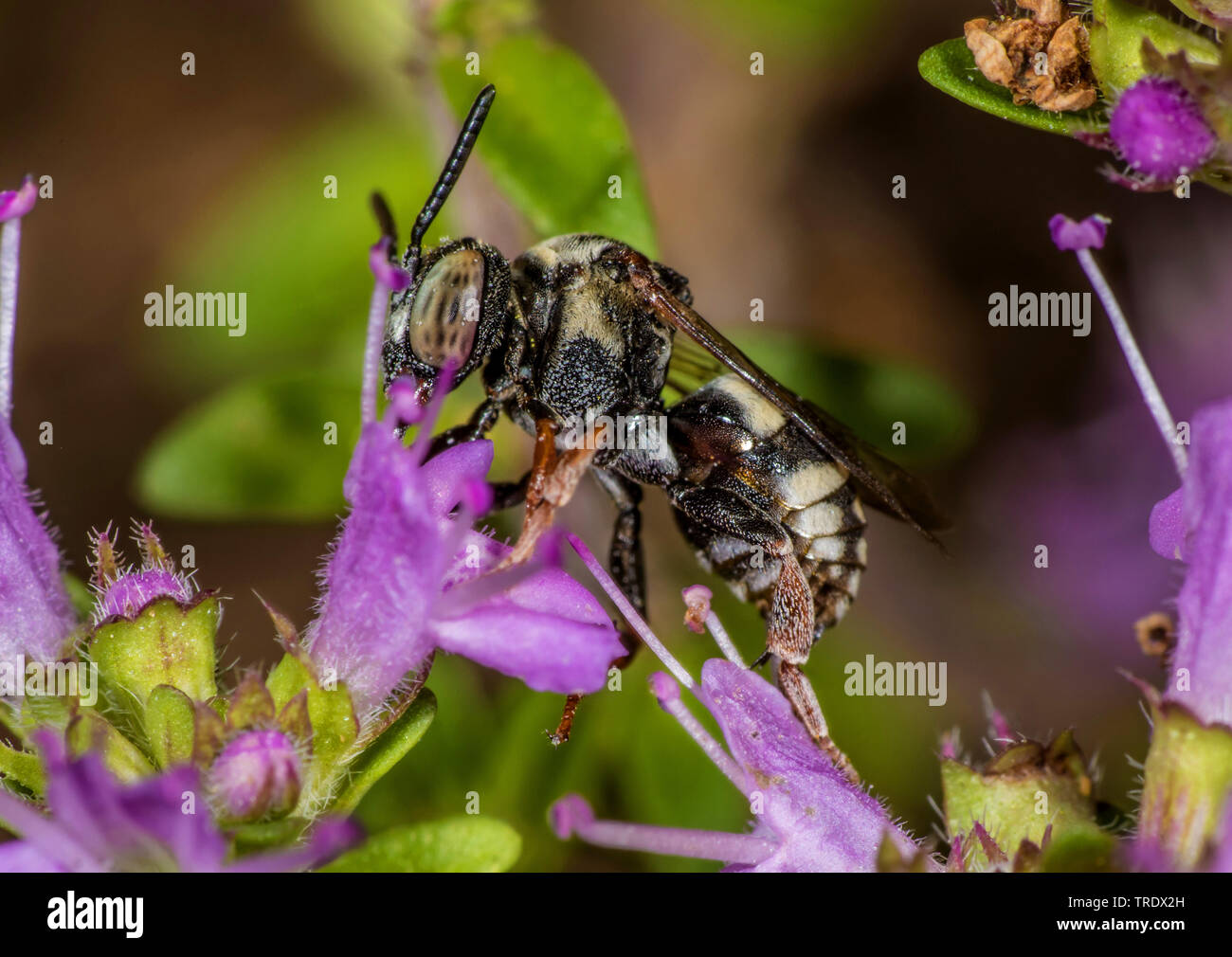 red-thighed epeolus (Epeolus cruciger), on flowers, Germany Stock Photo