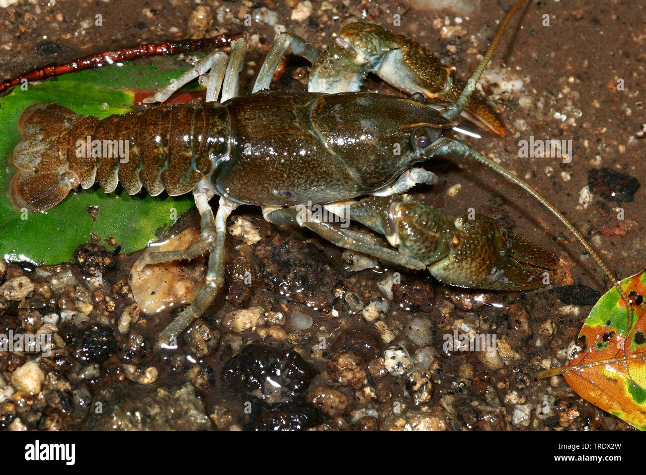 Stone crayfish, Torrent crayfish (Astacus torrentium, Austropotamobius torrentium, Potamobius torrentium, Astacus saxatilis), by the waterside, Germany Stock Photo