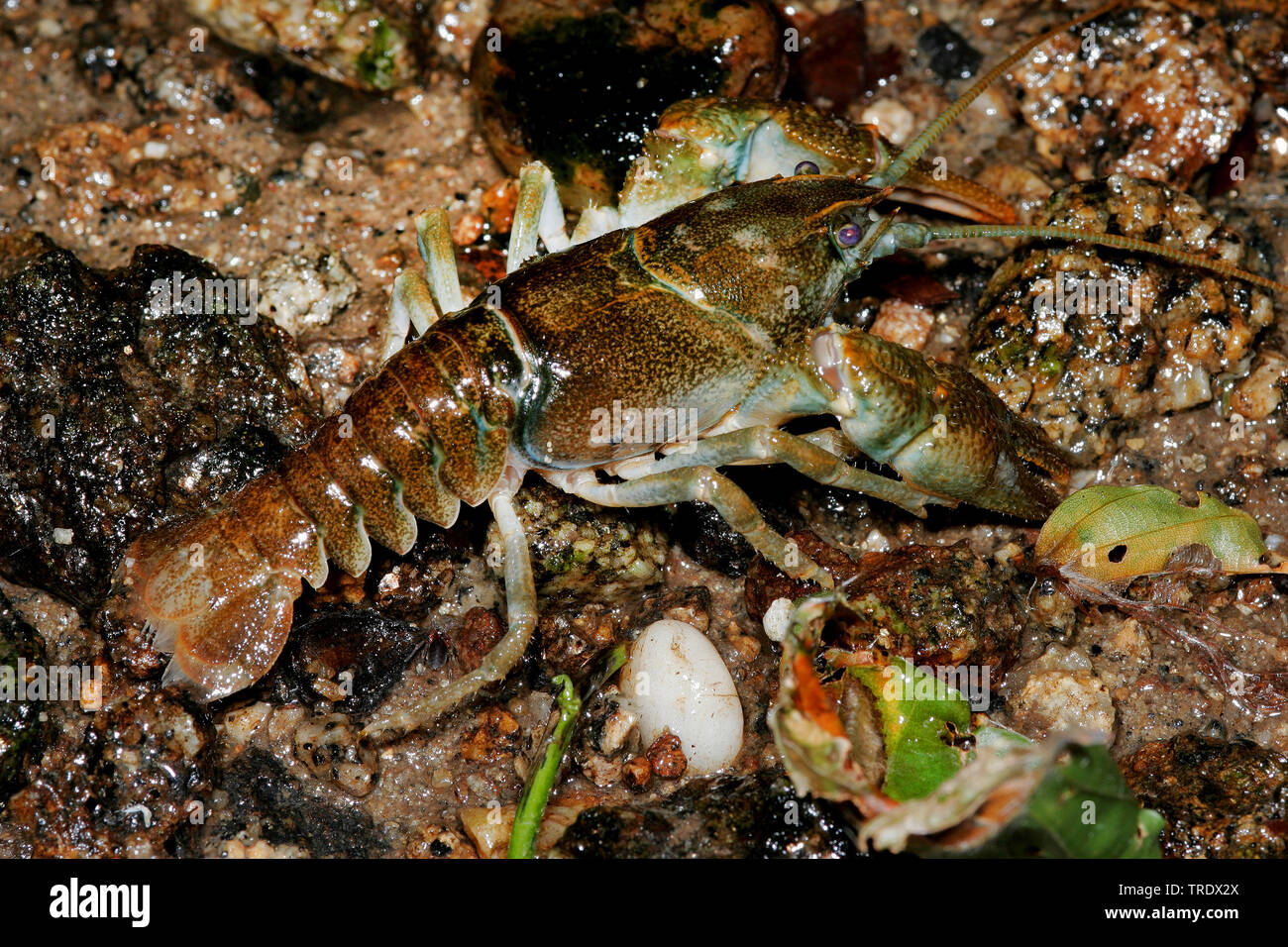 Stone crayfish, Torrent crayfish (Astacus torrentium, Austropotamobius torrentium, Potamobius torrentium, Astacus saxatilis), by the waterside, Germany Stock Photo