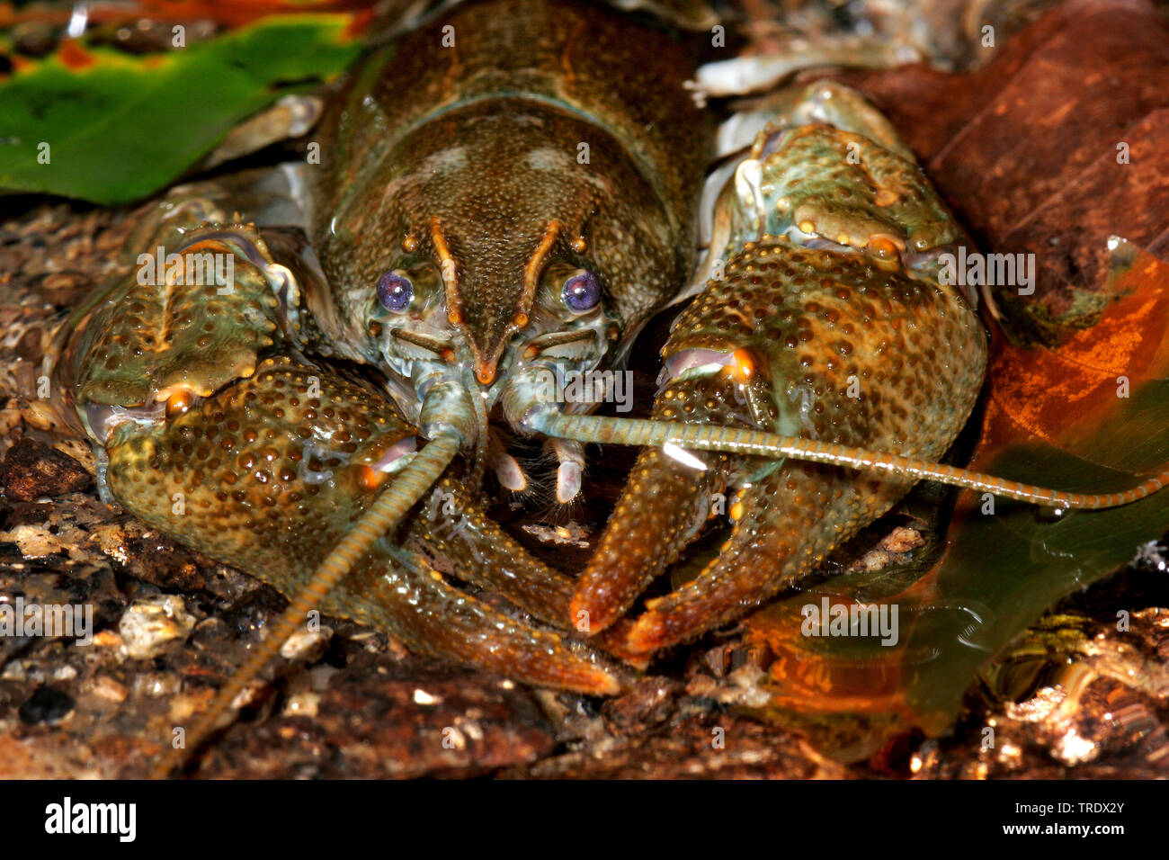Stone crayfish, Torrent crayfish (Astacus torrentium, Austropotamobius torrentium, Potamobius torrentium, Astacus saxatilis), by the waterside, front view, Germany Stock Photo
