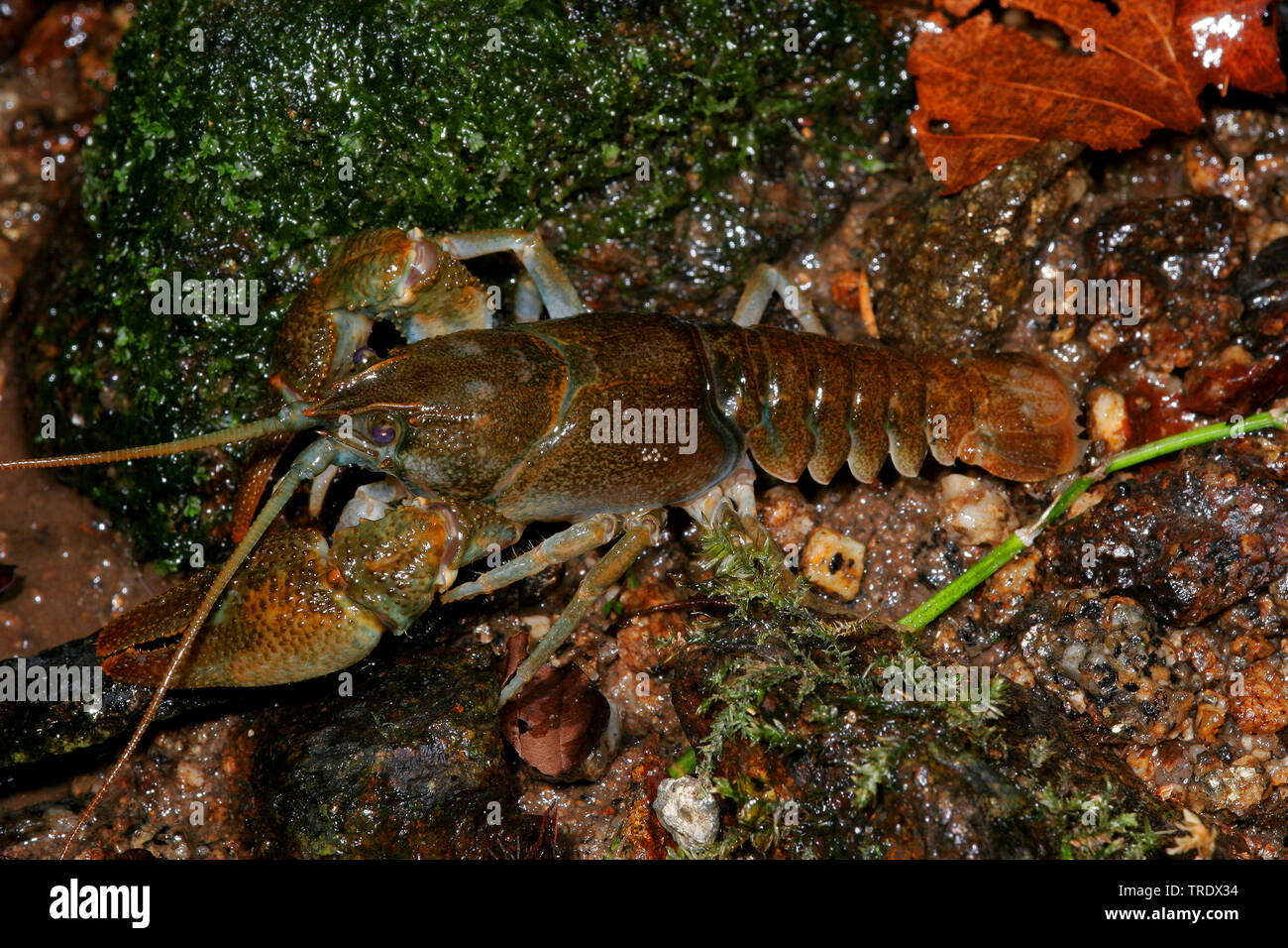 Stone crayfish, Torrent crayfish (Astacus torrentium, Austropotamobius torrentium, Potamobius torrentium, Astacus saxatilis), by the waterside, Germany Stock Photo