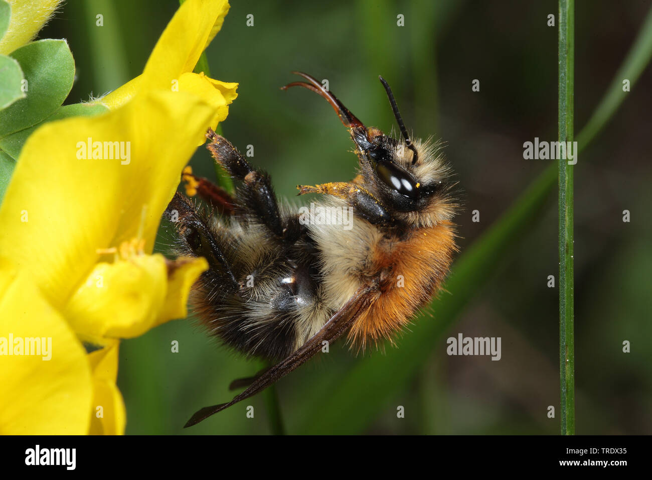 carder bee, common carder bee (Bombus pascuorum, Bombus agrorum, Megabombus pascuorum), on yellow Leguminosae, Germany Stock Photo