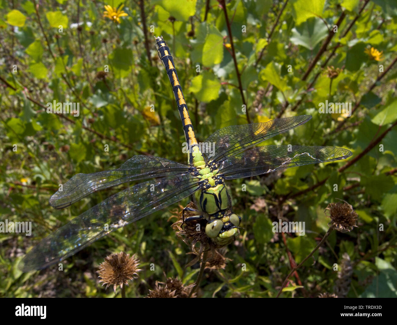 Serpentine dragonfly, Green Snaketail (Ophiogomphus serpentinus, Ophiogomphus cecilia), top view, Germany Stock Photo