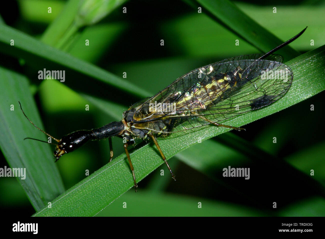 Snake fly (Rhaphidia spec.), sitting on grass, Germany Stock Photo