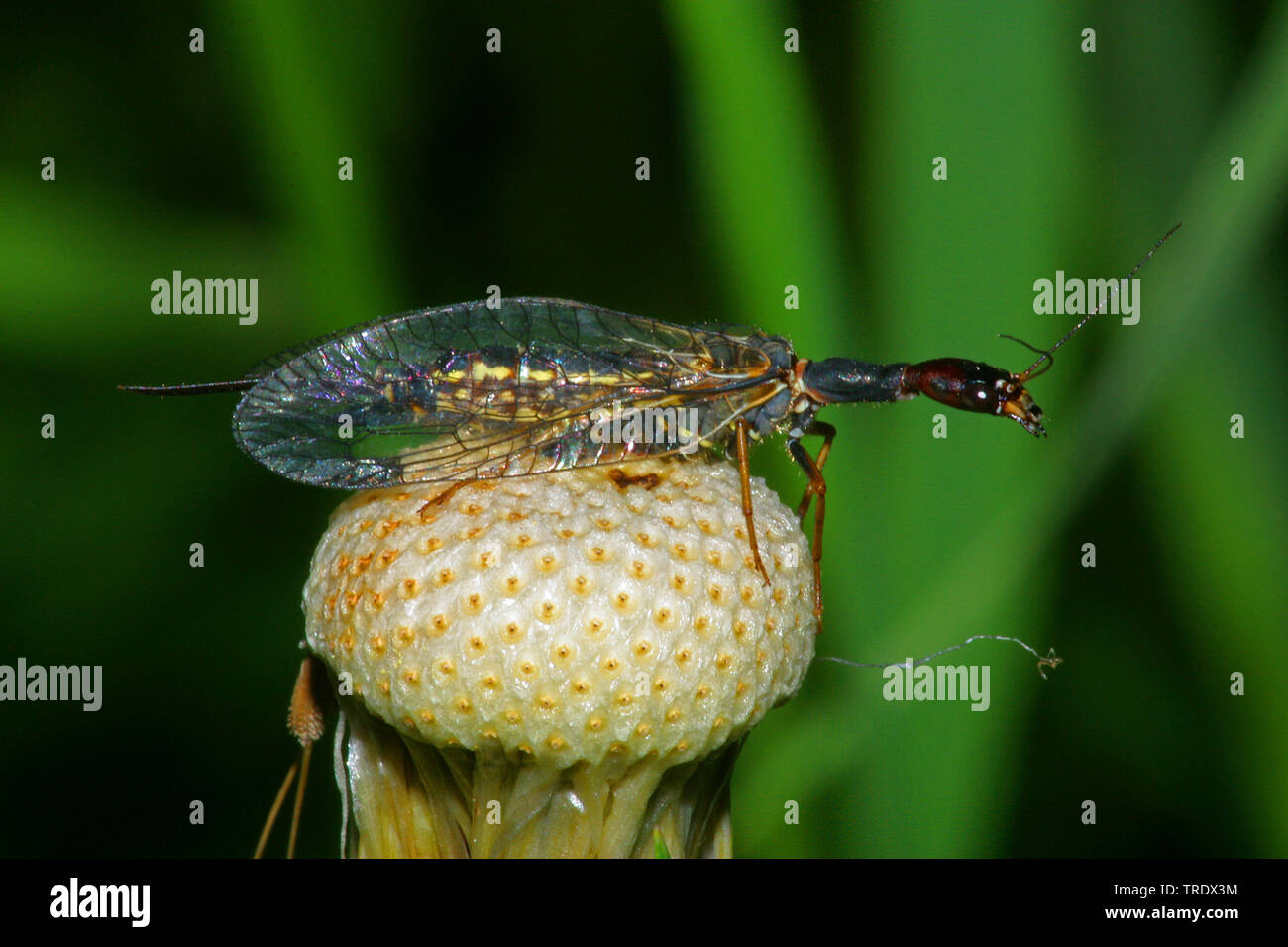 Snake fly (Rhaphidia spec.), sitting on an inflorescence, Germany Stock Photo
