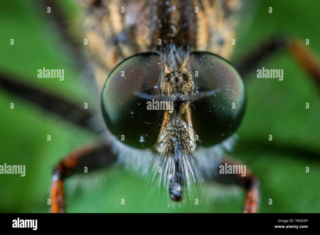 common awl robberfly (Neoitamus cyanurus), portrait, Germany Stock Photo